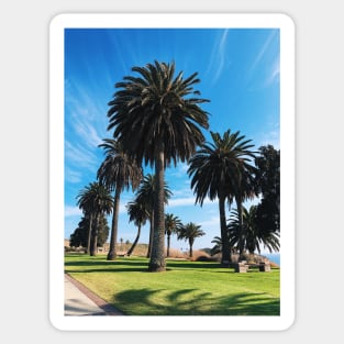 Bright Sunny Palm Trees in SoCal Sticker